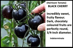 Tomato 'Black Cherry'